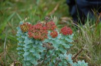 Roseroot variant Sedum rosea